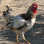 rooster_photo_02.JPG