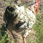 rooster_photo_03.JPG