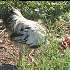 rooster_photo_04.JPG