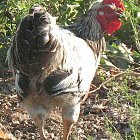 rooster_photo_05.JPG