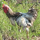 rooster_photo_06.JPG