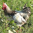 rooster_photo_07.JPG