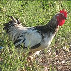rooster_photo_08.JPG