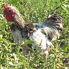 rooster_photo_09.JPG
