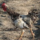rooster_photo_10.JPG