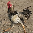 rooster_photo_11.JPG