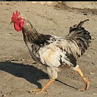 rooster_photo_12.JPG