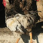 rooster_photo_13.JPG