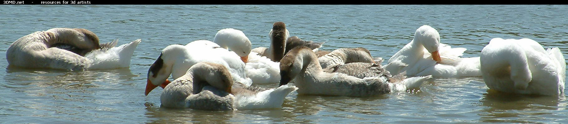 Geese On Water Photo     