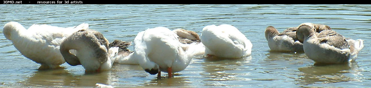 Geese On Water Photo     