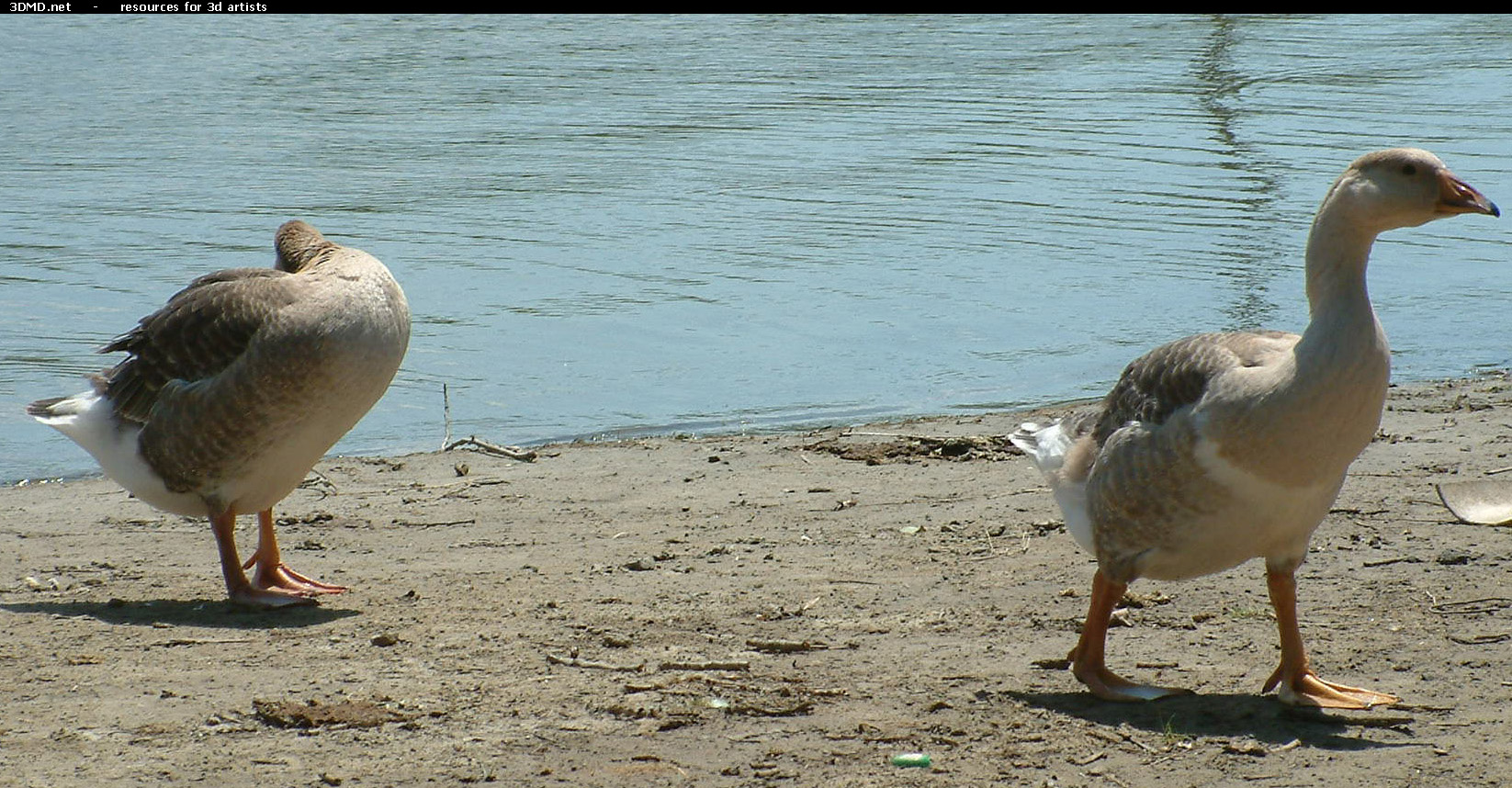 Geese On Water Photo     