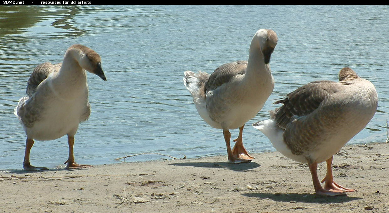Geese On Water Photo     