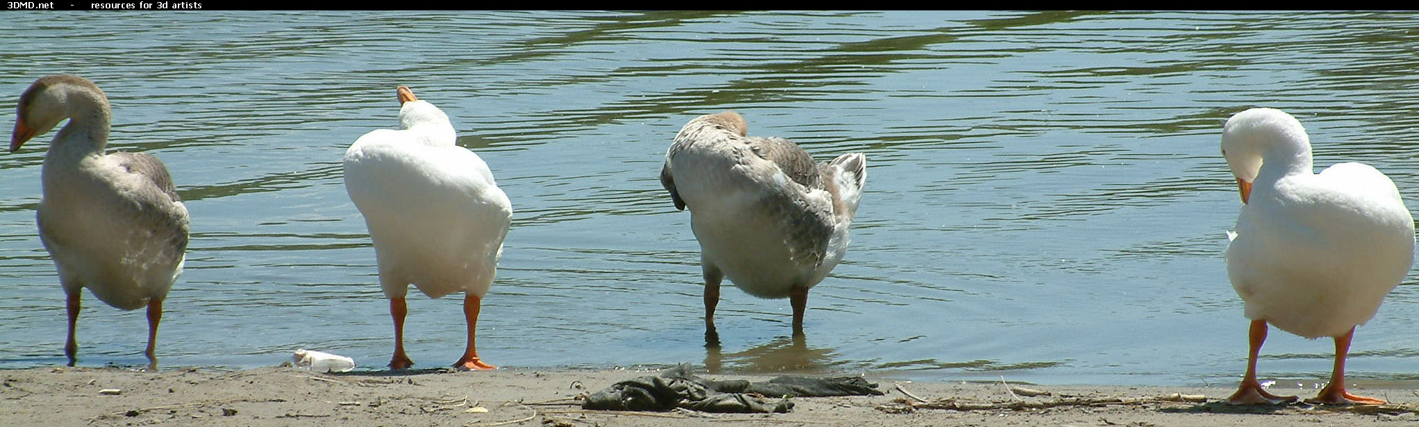 Geese On Water Photo     