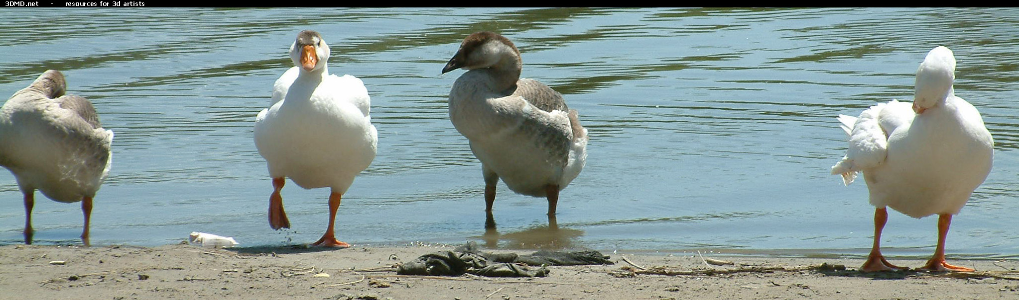 Geese On Water Photo     