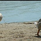 geese_on_water_photo_04.JPG
