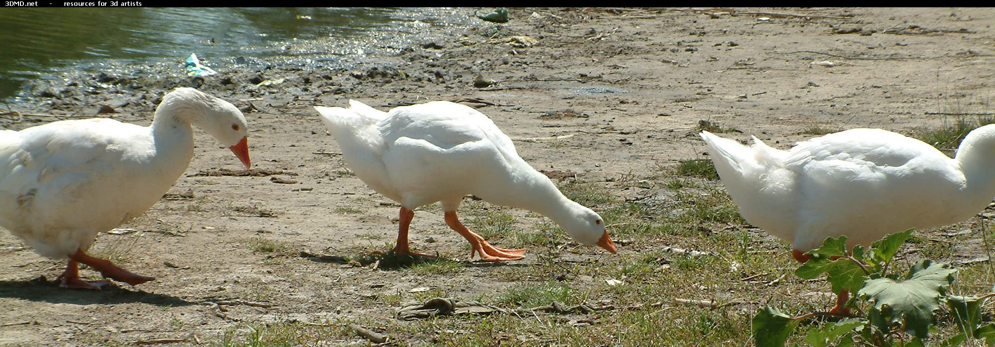 Geese On Grass Photo     