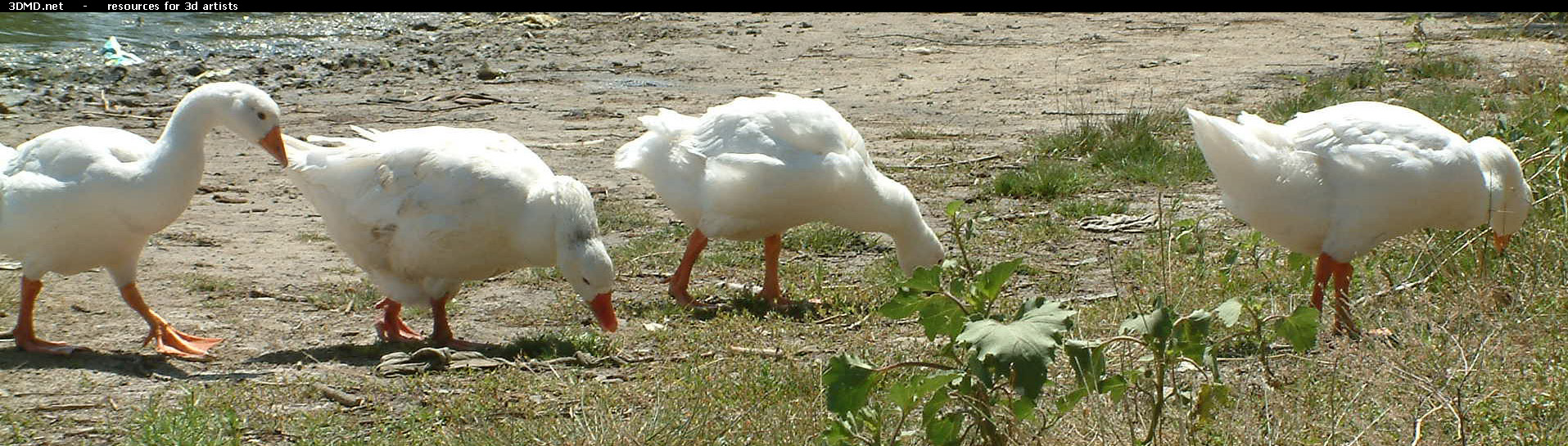 Geese On Grass Photo     