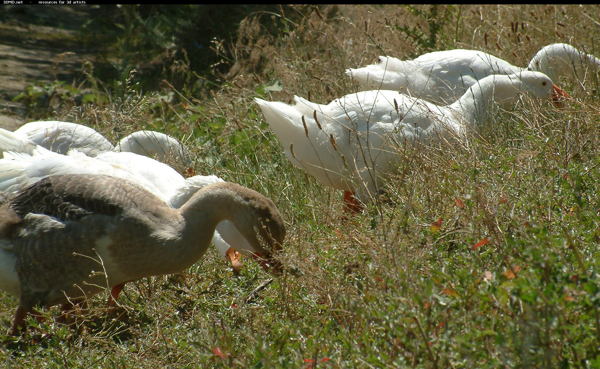 Geese On Grass Photo     