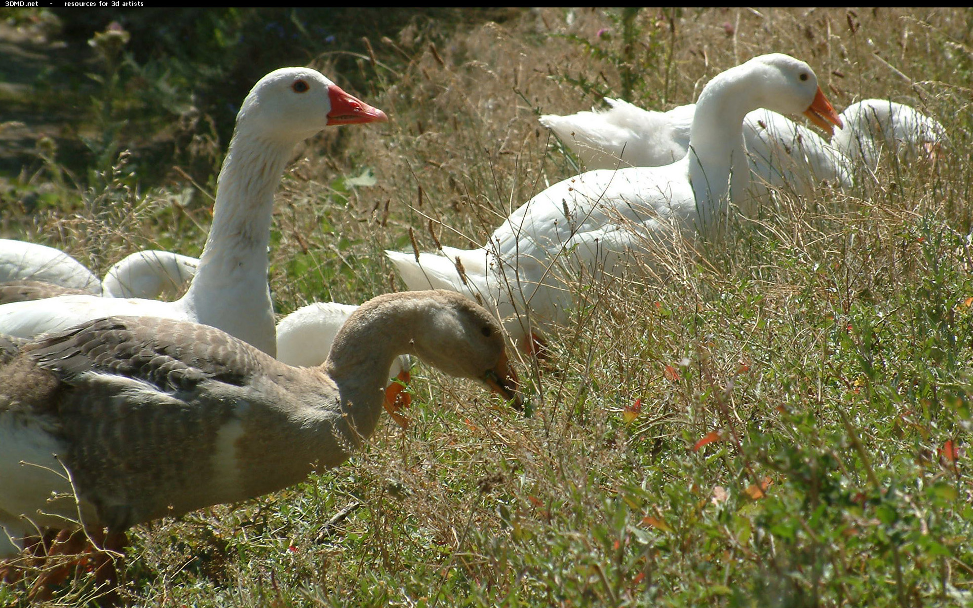 Geese On Grass Photo     
