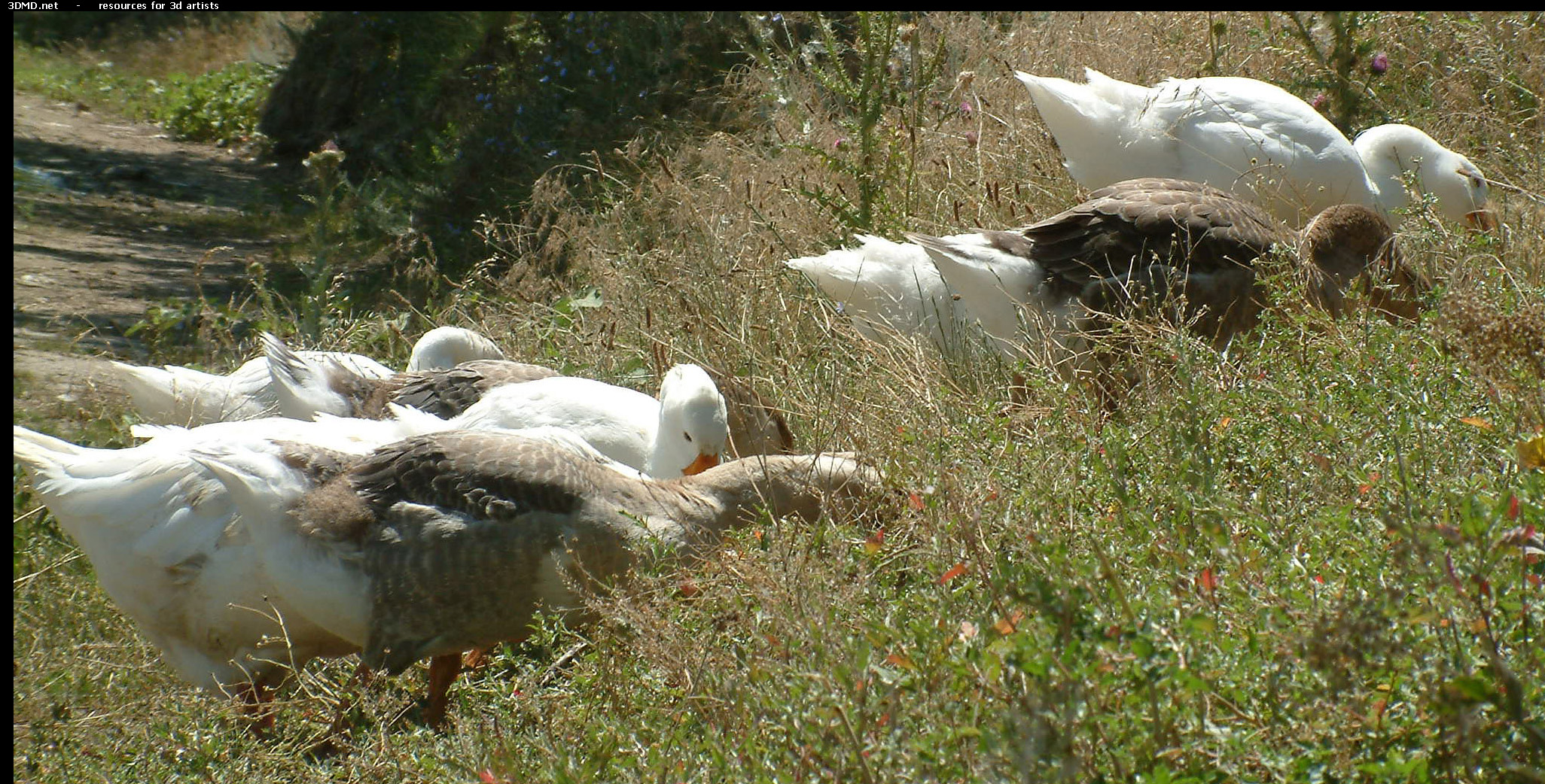 Geese On Grass Photo     