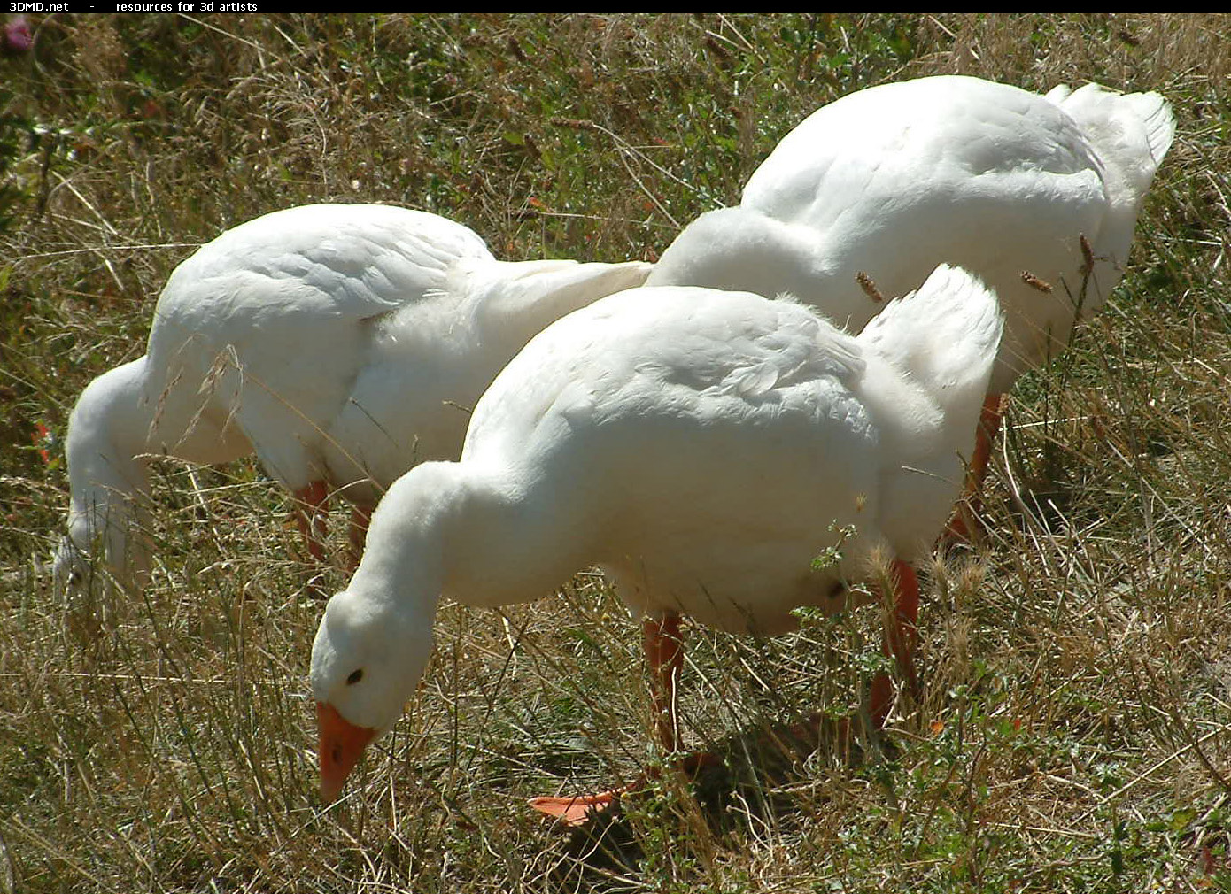 Geese On Grass Photo     