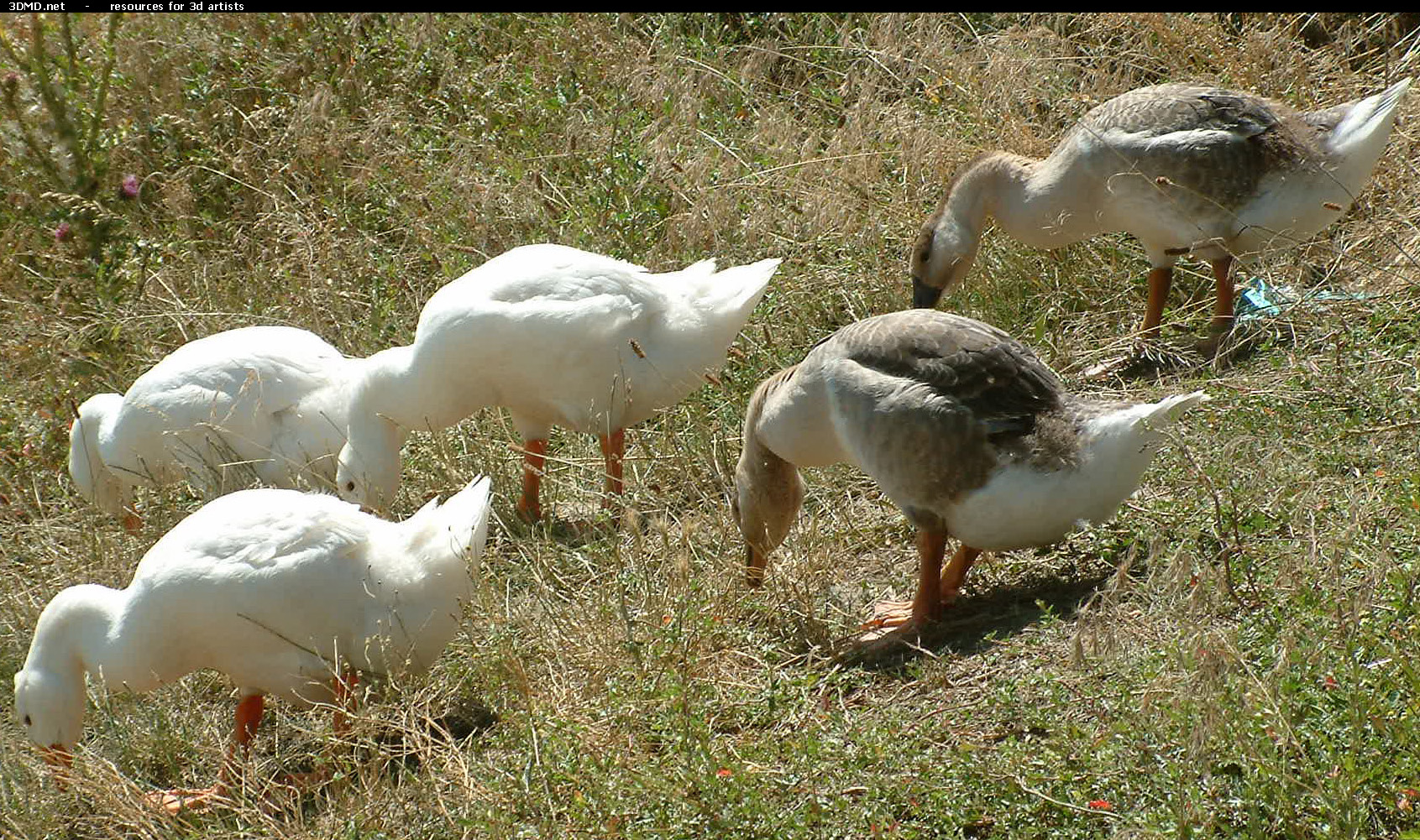 Geese On Grass Photo     