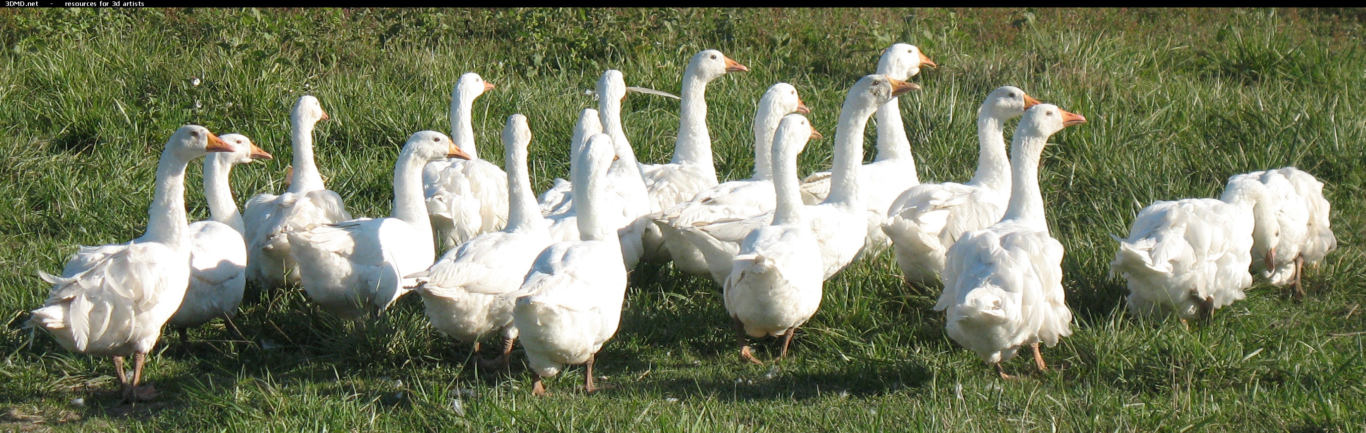 White Goose Photo     