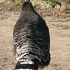 turkey_photo_back.JPG