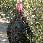 turkey_photo_front.JPG