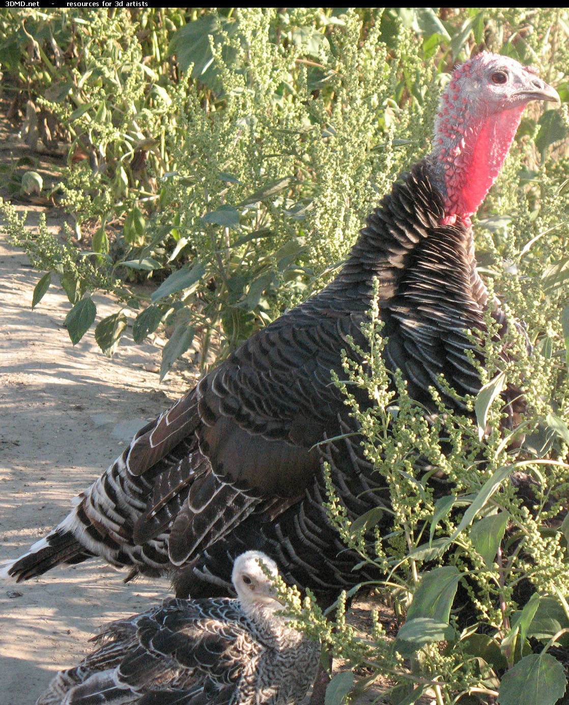 Turkey Photo     