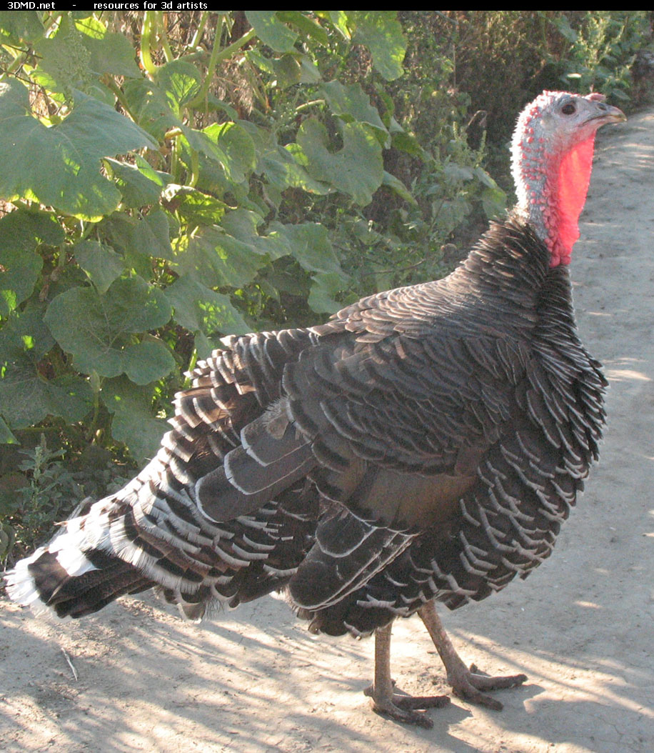 Turkey Photo     