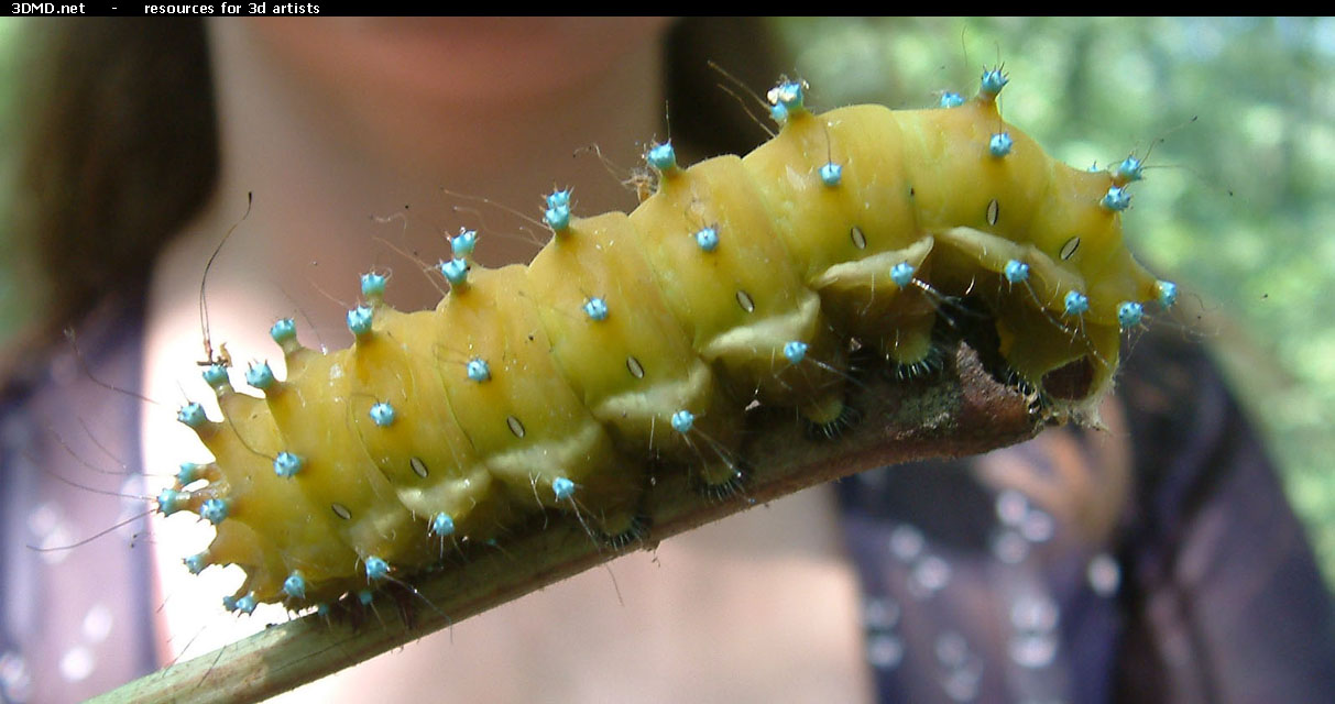 Caterpillar Photo     