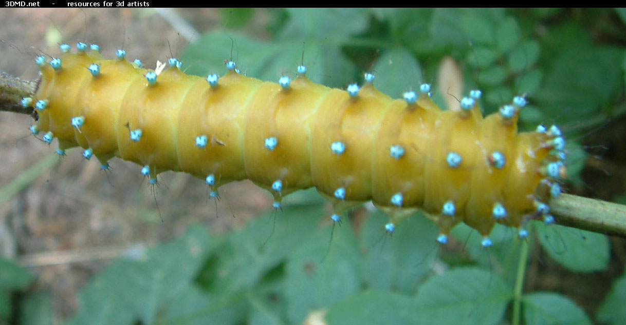 Caterpillar Photo     