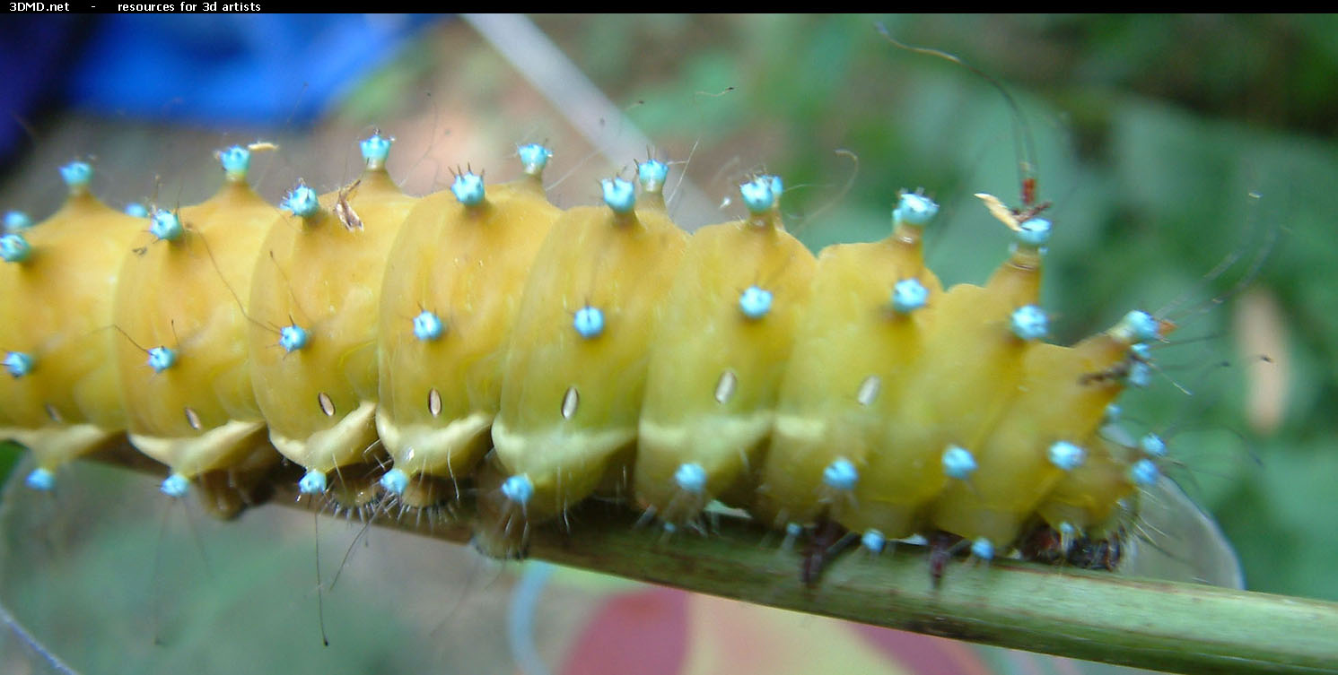 Caterpillar Photo     