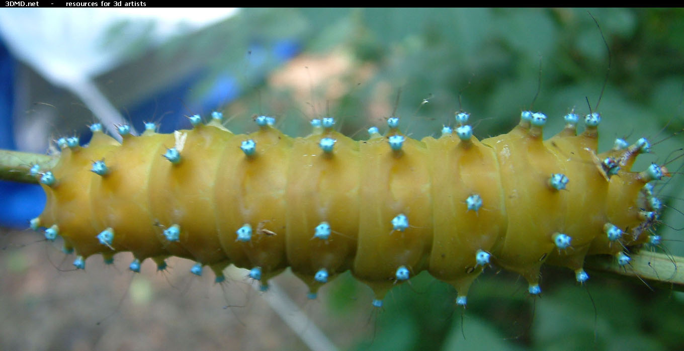 Caterpillar Photo     