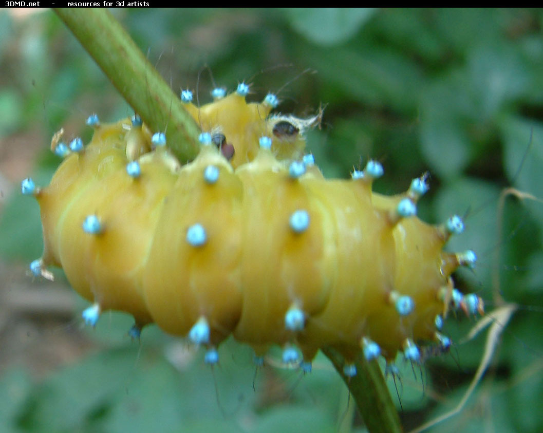 Caterpillar Photo     