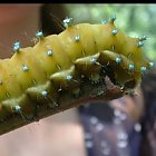 caterpillar_photo_01.JPG