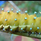 caterpillar_photo_03.JPG