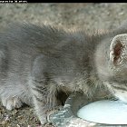 Filename=kitten_photo01.JPG
Filesize=275KiB
Dimensions=952x647
Date added=Feb 26, 2009 kitten_photo01.JPG