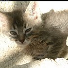 Filename=kitten_photo02.JPG
Filesize=455KiB
Dimensions=1229x937
Date added=Feb 26, 2009 kitten_photo02.JPG