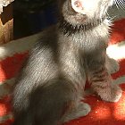 Filename=kitten_photo03.JPG
Filesize=159KiB
Dimensions=414x770
Date added=Feb 26, 2009 kitten_photo03.JPG