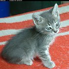 Filename=kitten_photo04.JPG
Filesize=306KiB
Dimensions=900x884
Date added=Feb 26, 2009 kitten_photo04.JPG