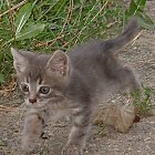 Filename=kitten_photo05.JPG
Filesize=139KiB
Dimensions=436x467
Date added=Feb 26, 2009 kitten_photo05.JPG