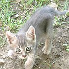Filename=kitten_photo06.JPG
Filesize=359KiB
Dimensions=777x819
Date added=Feb 26, 2009 kitten_photo06.JPG