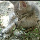 Filename=kitten_photo07.JPG
Filesize=472KiB
Dimensions=1229x937
Date added=Feb 26, 2009 kitten_photo07.JPG