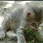 Filename=kitten_photo08.JPG
Filesize=503KiB
Dimensions=1229x937
Date added=Feb 26, 2009 kitten_photo08.JPG
