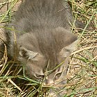 Filename=kitten_photo09.JPG
Filesize=329KiB
Dimensions=563x828
Date added=Feb 26, 2009 kitten_photo09.JPG