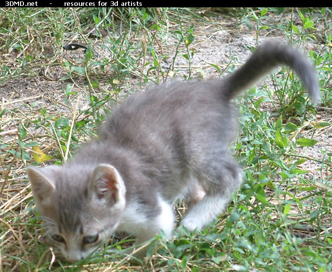 Grey Kitten Photo    