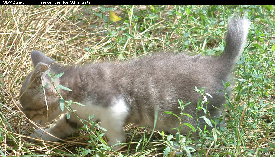 Grey Kitten Photo    