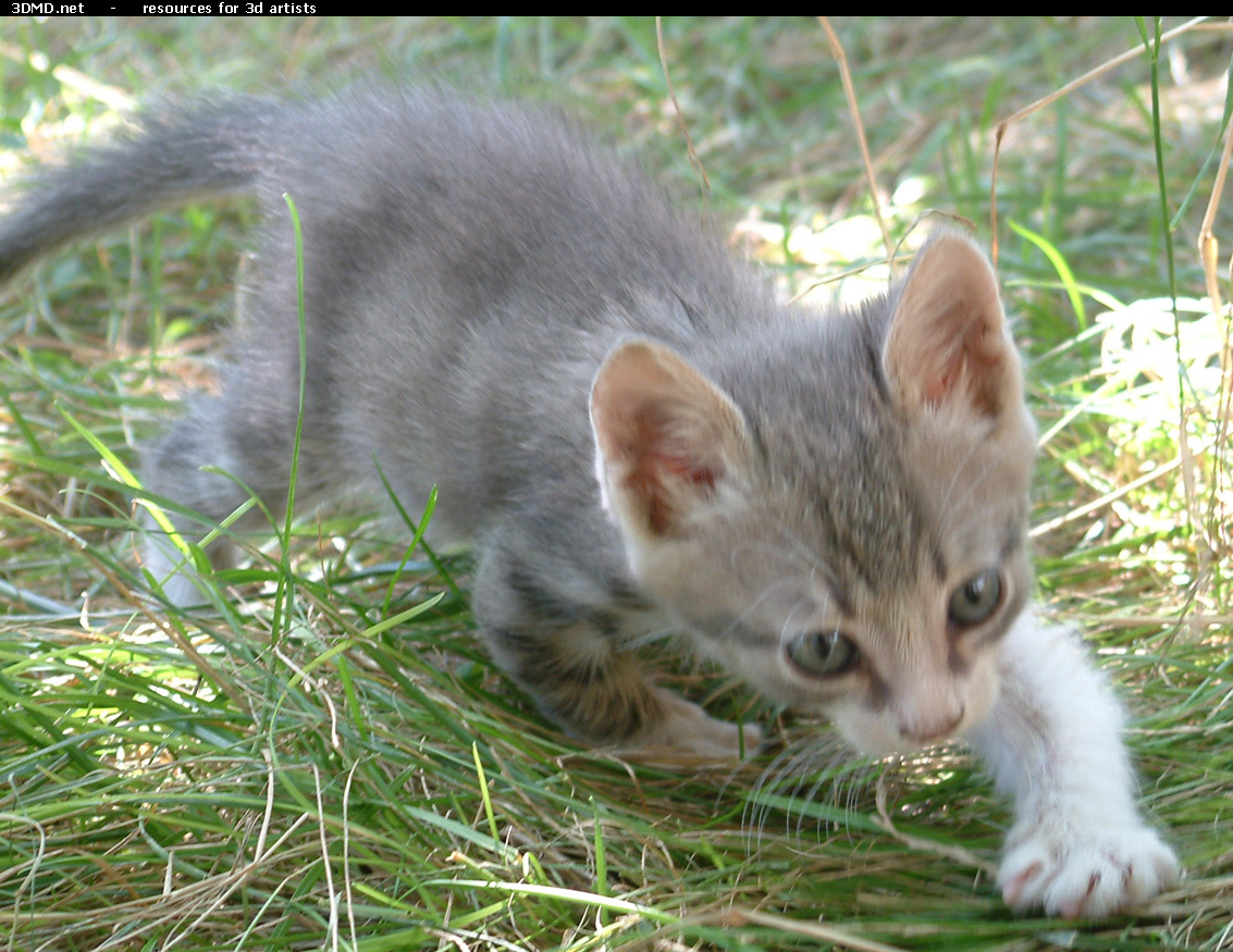 Grey Kitten Photo    